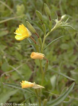 Oenothera perennis L.