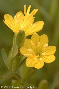 Oenothera perennis L.