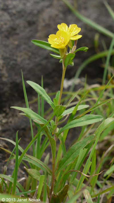 Oenothera perennis L.