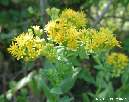 Oligoneuron rigidum (L.) Small