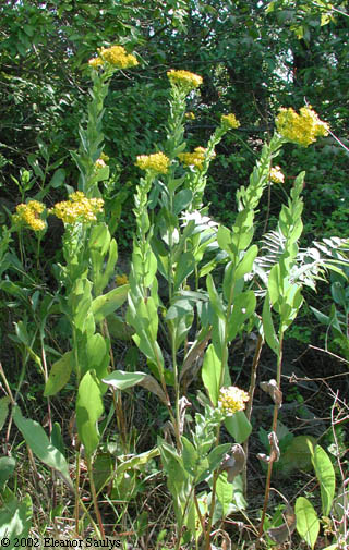 Oligoneuron rigidum (L.) Small