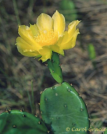 Opuntia humifusa (Raf.) Raf.