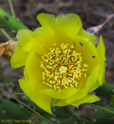 Opuntia humifusa (Raf.) Raf.