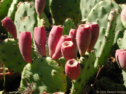 Opuntia humifusa (Raf.) Raf.