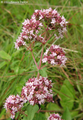 Origanum vulgare L.