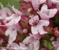 Origanum vulgare L.