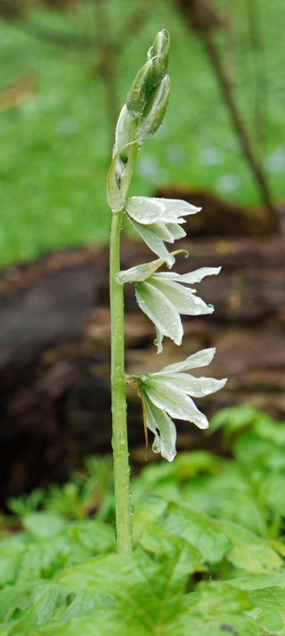 Ornithogalum nutans L.