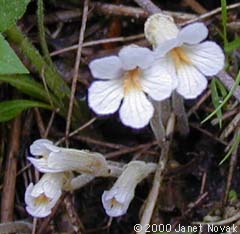 Orobanche uniflora L.