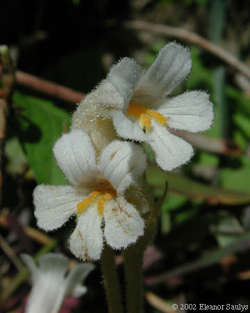 Orobanche uniflora L.