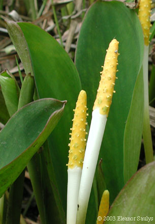 Orontium aquaticum L.