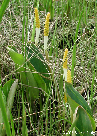 Orontium aquaticum L.