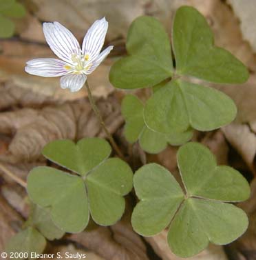 Oxalis montana Raf.