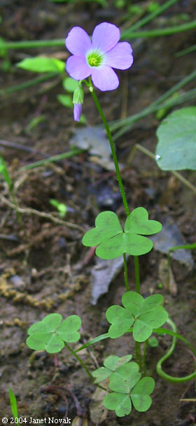 Oxalis violacea L.
