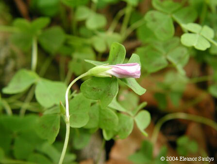Oxalis violacea L.