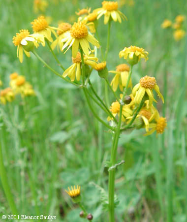 Packera obovata (Muhl. ex Willd.) W.A. Weber & A. Lˆve