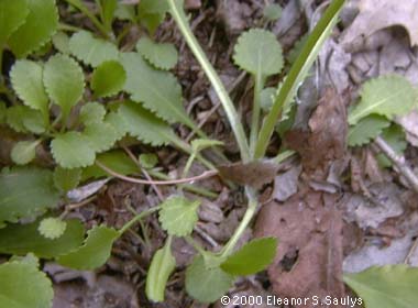 Packera obovata (Muhl. ex Willd.) W.A. Weber & A. Lˆve