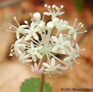 Panax trifolius L.