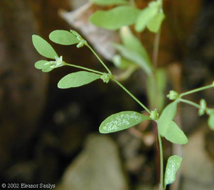 Paronychia canadensis (L.) Wood