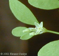 Paronychia canadensis (L.) Wood