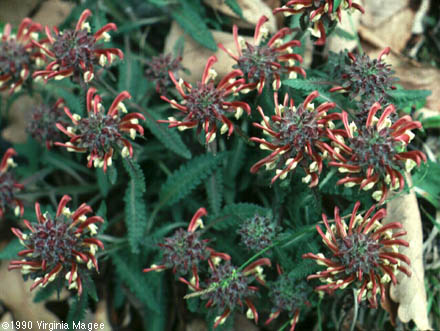 Pedicularis canadensis L.