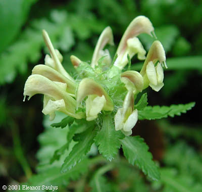 Pedicularis canadensis L.