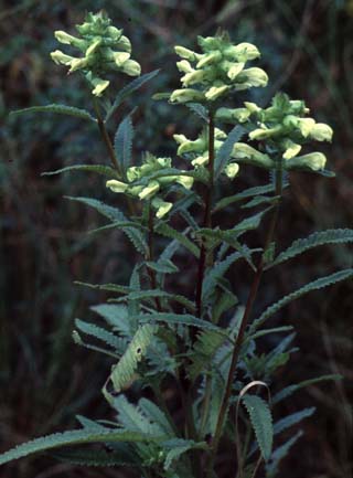 Pedicularis lanceolata Michx.