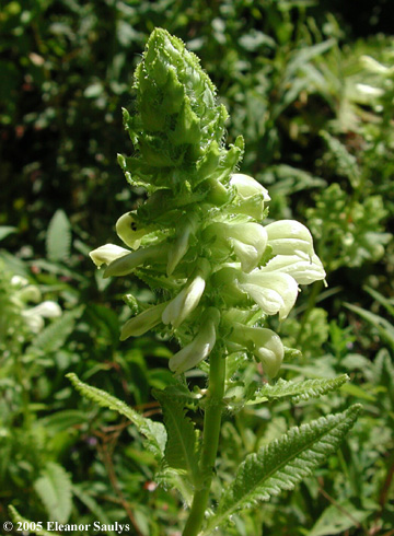 Pedicularis lanceolata Michx.