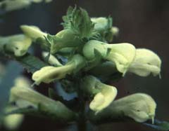 Pedicularis lanceolata Michx.