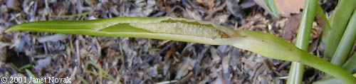Peltandra virginica (L.) Schott