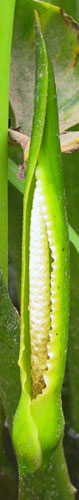 Peltandra virginica (L.) Schott