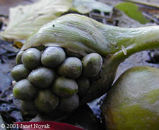 Peltandra virginica (L.) Schott