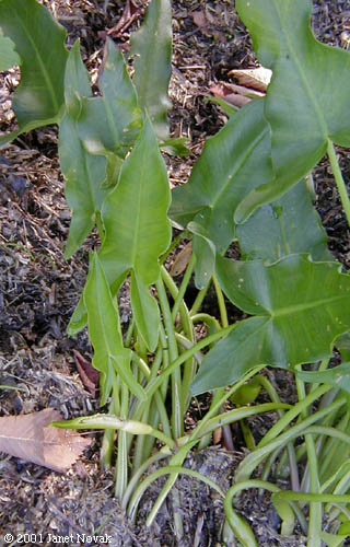 Peltandra virginica (L.) Schott