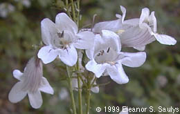 Penstemon digitalis Nutt. ex Sims