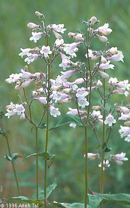 Penstemon digitalis Nutt. ex Sims
