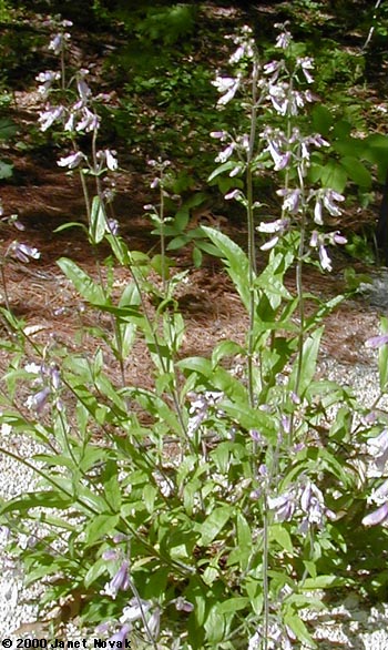 Penstemon hirsutus (L.) Willd.