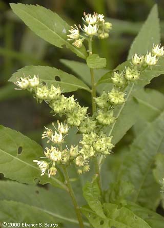 Penthorum sedoides L.
