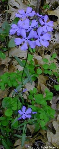 Phlox divaricata L.