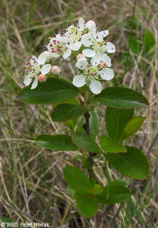 Photinia melanocarpa (Michx.) Robertson & Phipps