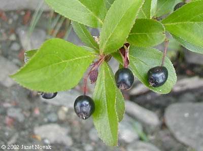Photinia melanocarpa (Michx.) Robertson & Phipps