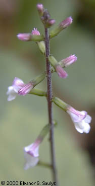 Phryma leptostachya L.
