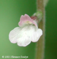 Phryma leptostachya L.