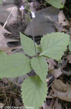Phryma leptostachya L.