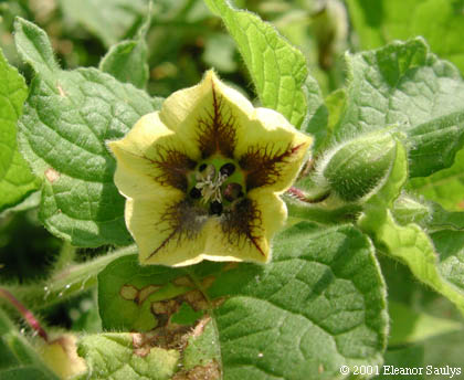 Physalis heterophylla Nees
