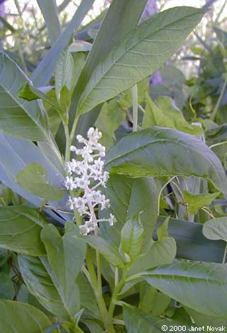 Phytolacca americana L.