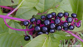 Phytolacca americana L.