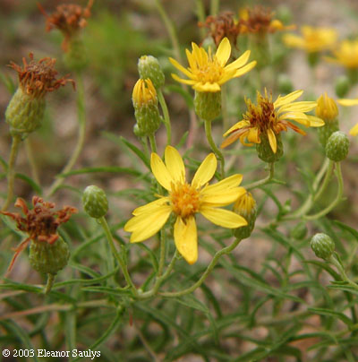 Pityopsis falcata (Pursh) Nutt.