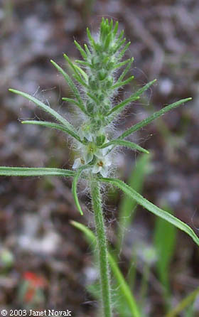 Plantago aristata Michx.