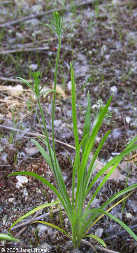 Plantago aristata Michx.