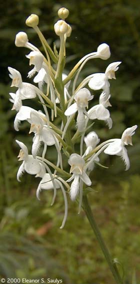 Platanthera blephariglottis (Willd.) Lindl.