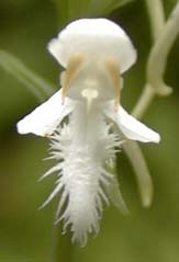 Platanthera blephariglottis (Willd.) Lindl.